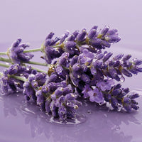 NEW! Royal Lavender Duo + Gift