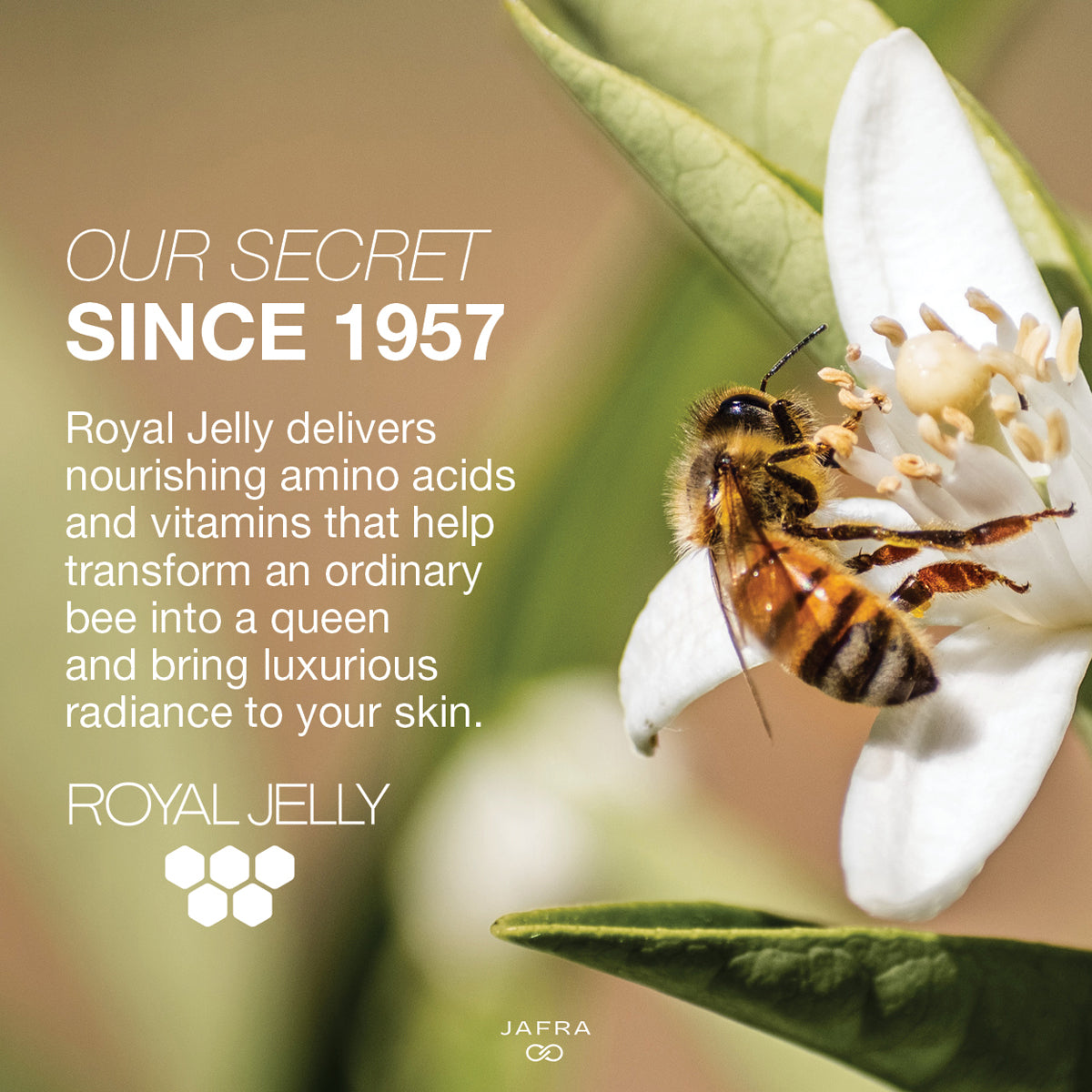 Royal Jelly Advanced Hydrating Facial Milk Balm – Jafra Cosmetics