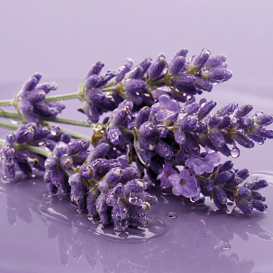 NEW! Royal Lavender Duo + Gift
